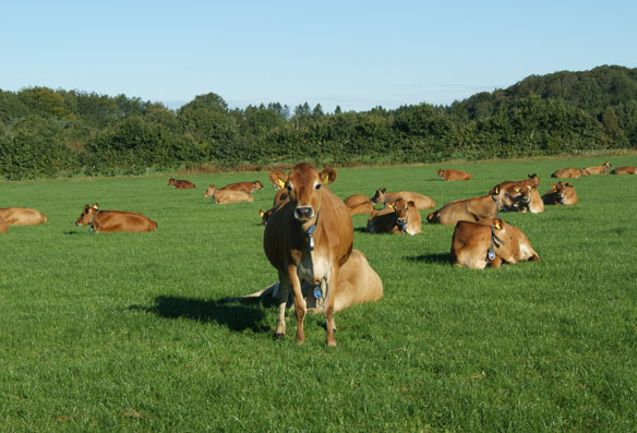 Køer på græs - Engmark