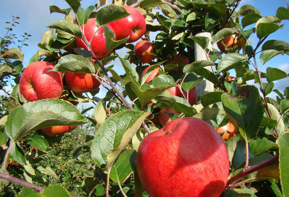 Æbler på Kræmmergaard